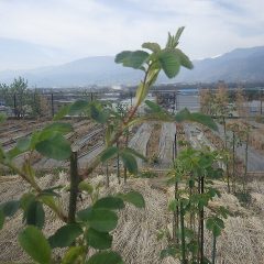 事務局前のローズは茎がグングン伸びています