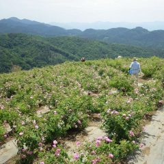 今日も沢山の花が咲き誇るローズ畑