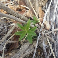 レモンバーベナの株元から新芽が出て来ました
