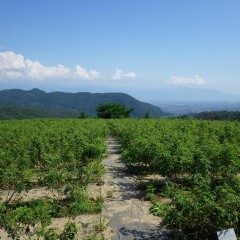 一週間振りにお日様が帰って来ました