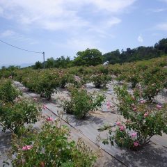 朝7時から午後5時まで収獲に追われた一日でした