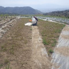 カモマイル・ジャーマンの除草作業はこちらの畑に移っています