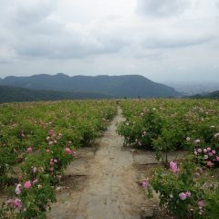 朝からどんよりとした雲に覆われた蒸し暑い満開のローズ畑