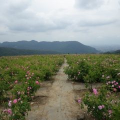 朝からどんよりとした雲に覆われた蒸し暑い満開のローズ畑