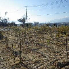 農場のローズ剪定が終わったので事務局前のローズ剪定を行いました