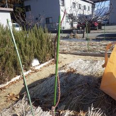 事務局前のローズは農場よりも枝を長く残しているため剪定してから支柱に誘引しています