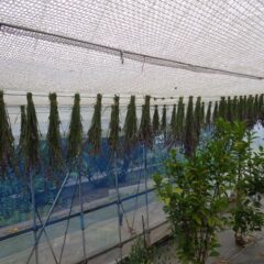 束ねたラベンダーは真直ぐになるように逆さに吊して乾燥させます