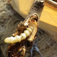 カミキリムシの幼虫が株元から入り込み枝の芯を食い荒らしていました