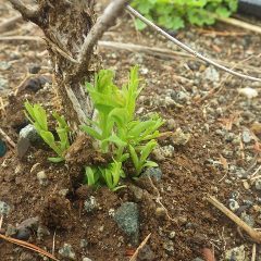 やっとティートゥリーの新芽が出て来ました