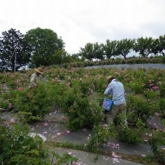 蒸し暑いサウナの様な気温の中で黙々と花を摘み取っています