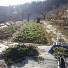 ローズ剪定の終わった農場ではカモマイル・ジャーマン畑で除草作業が行われています