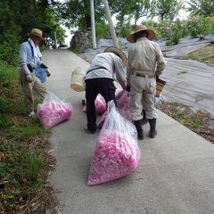 摘み取ったローズを集めて計量して蒸留所に運びます