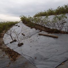 作業終了と同時に雨がポツポツと降り始めて来ました