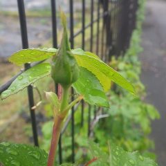 つるバラの蕾が膨らんで来ました