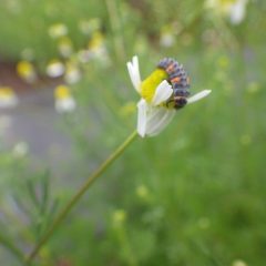 そんな中でもテントウムシの幼虫がせっせとアブラムシ退治をしてくれていました