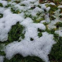 初雪