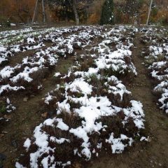 雪の帽子を被ったタイム・ブルガリス