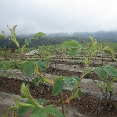 農場のローズも茎をグングン伸ばしています