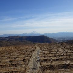 冷凍庫の中の様にキンキンに冷えた農場のローズ畑