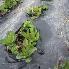 アルベンシスミントは競い合って新芽を伸ばしています