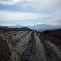 冷たい空気に包まれた曇天のローズ畑