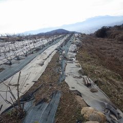 ローズの剪定が終わり伸びた枝もなくなり作業がしやすくなりました