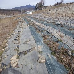 少しでも除草作業の手間を省くために防草シートの張替えをします