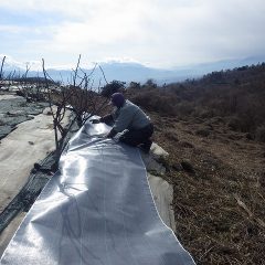 ローズの株元をしっかりと覆うように敷き詰めます