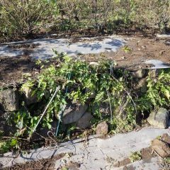 防草シートを被せていなかった石垣には雑草がビッシリと生えています