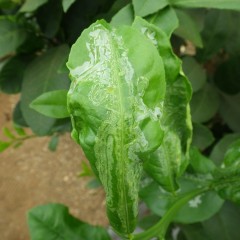 葉の間に入り込むエカキムシ（ミカンハモグリガ）の幼虫に食べられた葉