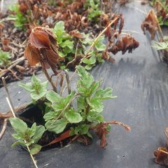 ベルガモットミントも元気に新芽を出しました