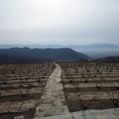 曇天のローズ畑は小春日和