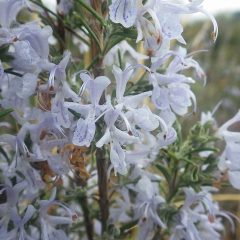 ローズマリー（ミスジェサップ）の花が雨に濡れています