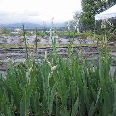 オリス（ニオイアヤメ）の蕾が上がって来ました