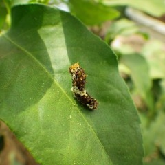 葉を食べるアゲハチョウの幼虫
