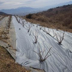 ここの防草シート張りは完了