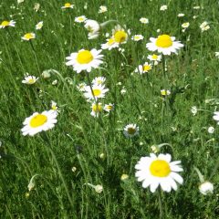 けれど存在感のある花を咲かせます