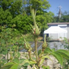 事務局前のローズの蕾からピンクの花弁が覗いています