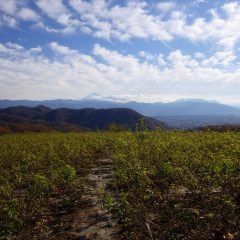 雲の多い農場ですが富士山が綺麗に見えました