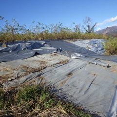 防草シート張替の残った部分を仕上げました