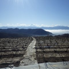 今朝は濃霧に包まれた甲府地方、農場は昼前に晴れましたが甲府の街は未だ濃い霧の中です