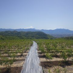 朝から気温がグングン上がり夏日になった農場のローズ畑