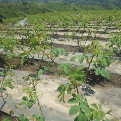 ローズは沢山の葉を茂らせています