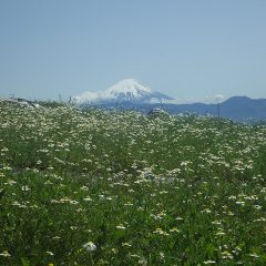 農場のカモマイル・ジャーマンが咲き始めました