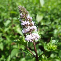 所々に花穂が立ち上がり咲き始めています