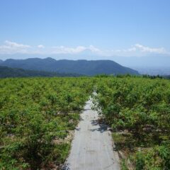 甲府気象台は39.4℃を記録、酷暑日一歩手前です