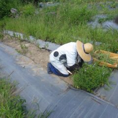 農場ではアルベンシスミント畑の除草作業中