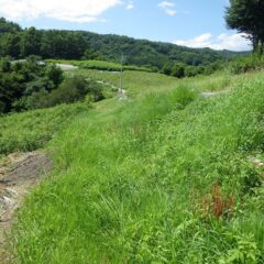 農場の通路はまたしても雑草で覆われてしまいました