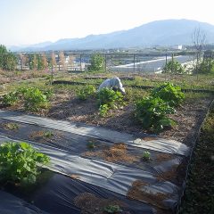事務局前のブラックマロウ畑では日が傾くまで除草作業が行われています