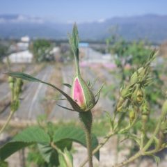 事務局前のローズの蕾は花弁がハッキリと見えて来ました